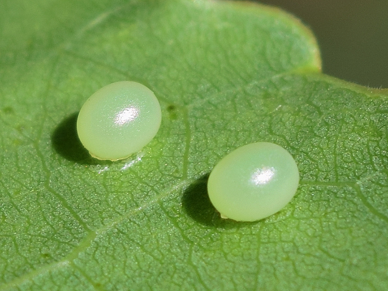 Ciclo vitale di Laothoe populi, Sphingidae